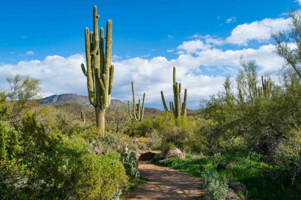 Cave Creek Arizona Family Law Attorneys